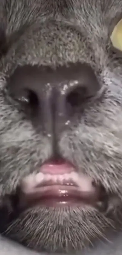 Close-up of a cat face with yellow eyes and detailed fur texture.