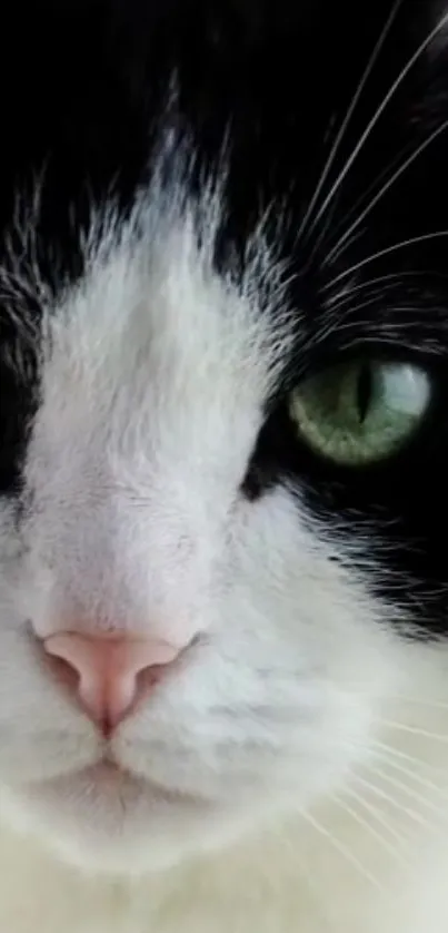 Close-up of a black and white cat with green eyes.