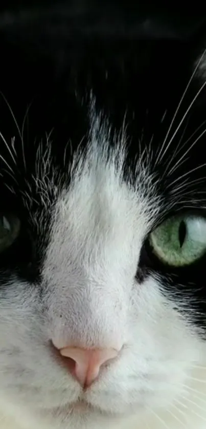 Close-up of a black and white cat face with green eyes and pink nose.