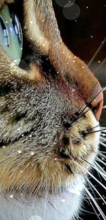 Close-up image of a cat's face with a prominent green eye and detailed whiskers.