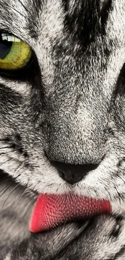 Close-up of a cat licking its paw with green eyes.