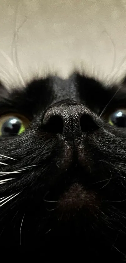 Close-up of a black cat's face with bright green eyes.