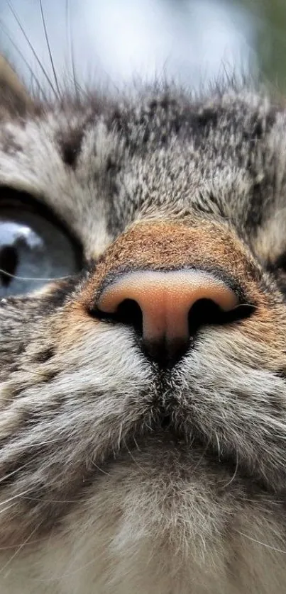 Close-up of a cat's nose and whiskers with detailed fur textures.