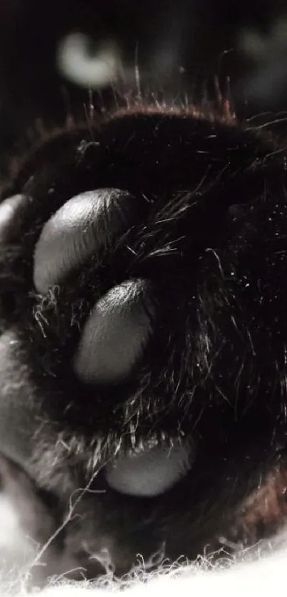 Close-up of a black cat's paw with soft fur details.