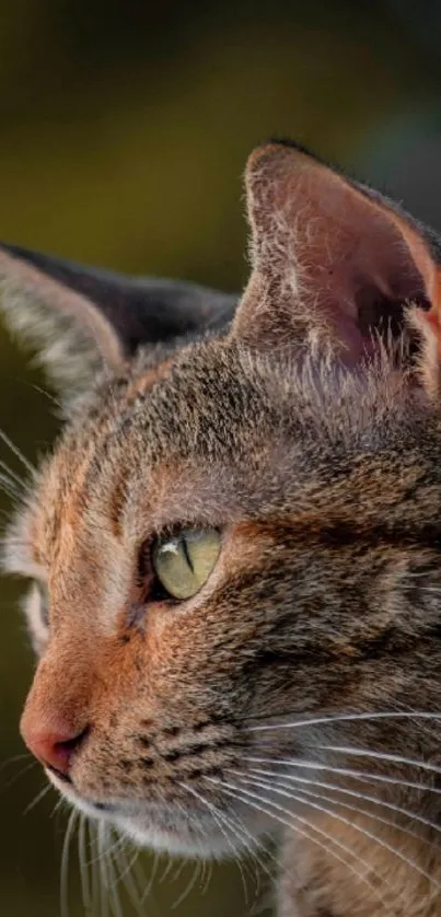 Close-up portrait of a cat with green eyes and soft fur against a muted background.