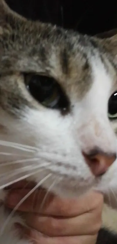 Close-up portrait of a grey and white cat with striking green eyes.