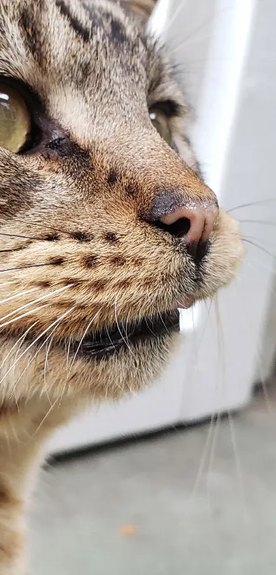 Close-up of a cat's face with vibrant eyes and detailed whiskers.