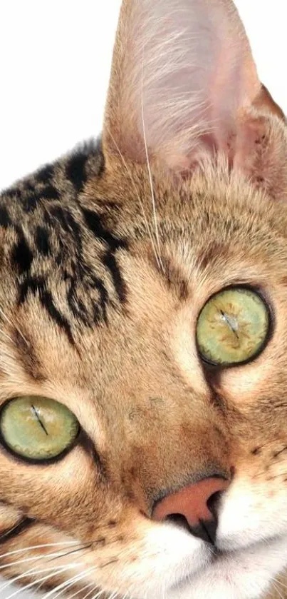 A vibrant close-up of a cat's face with striking eyes and detailed fur.