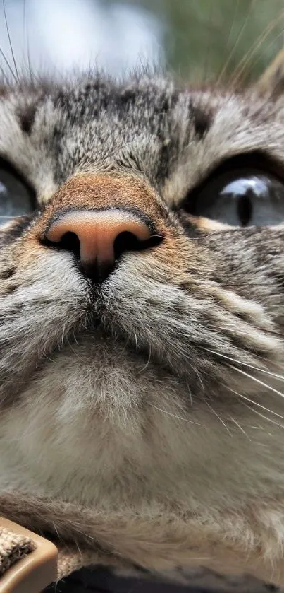 Close-up image of a cat focusing on its whiskers and eyes.