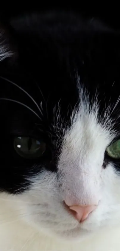 Close-up of a black and white cat with green eyes.