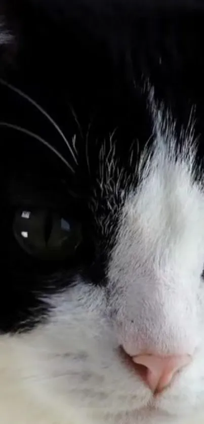 Close-up of a black and white cat's face, showing its eyes and nose.