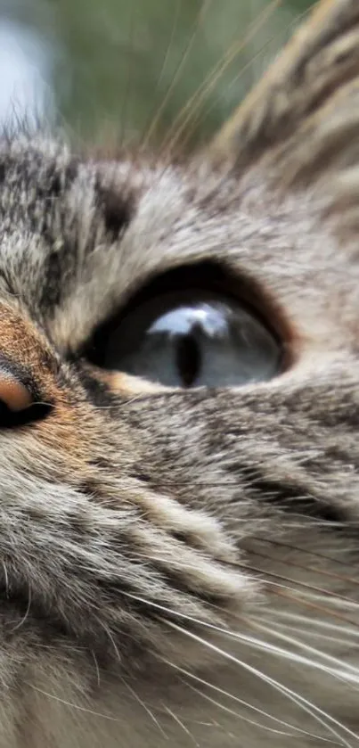 Close-up of a cat highlighting its eye and fur texture.