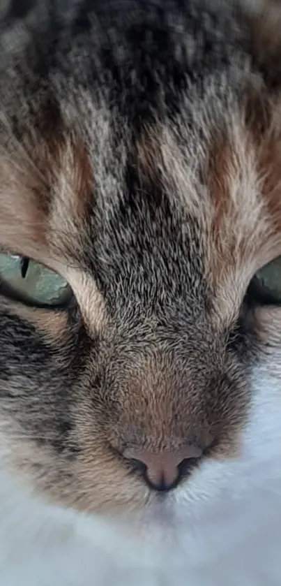 Close-up of a cat's face with striking green eyes and detailed fur pattern.