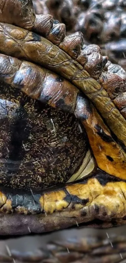 Detailed close-up of a crocodile's eye with rich textures and earthy tones.