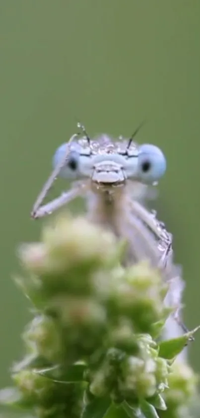 Macro shot of a dainty insect with a green backdrop.