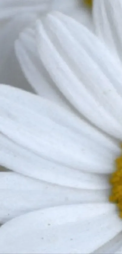Close-up of white daisy petals with yellow center.