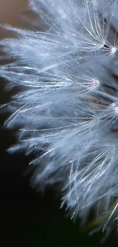 Close-up of a delicate dandelion seed with a soft, nature-inspired texture.