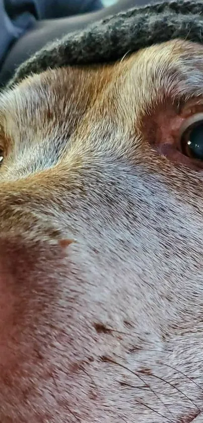 Close-up of a dog's face with expressive eyes.