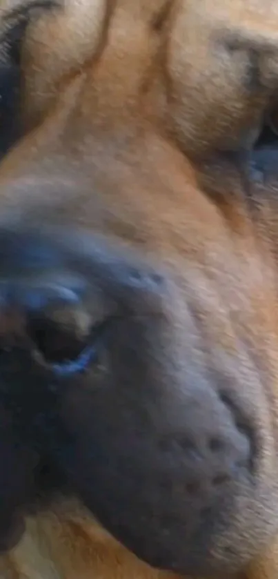 Close-up view of a dog's face with detailed fur texture.