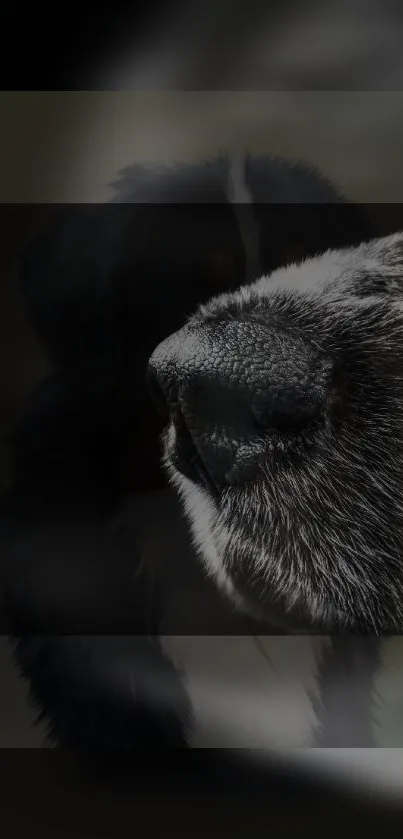 Intricate close-up of dog nose with textured detail.