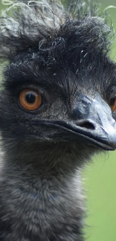 Close-up of an emu with detailed grey feathers and striking orange eyes.