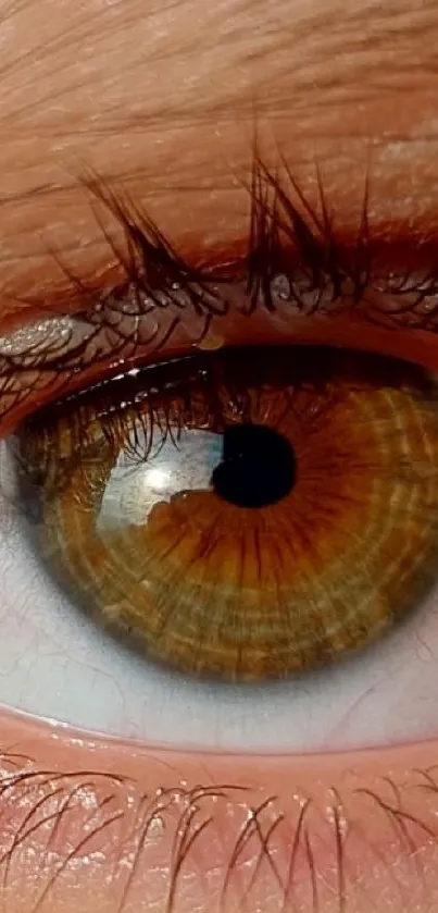 Close-up of a brown eye on a mobile wallpaper.