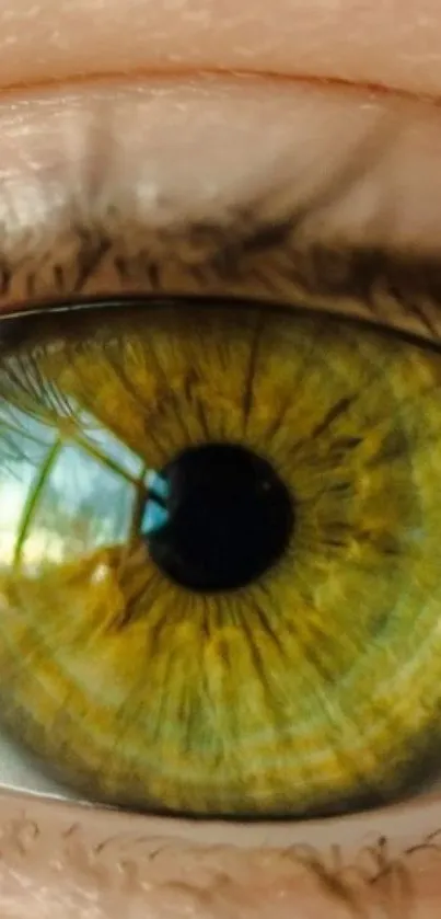 Close-up view of a green eye with intricate patterns.