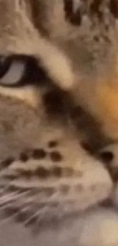 Close-up of a cat's face showing intense gaze and detailed fur texture.