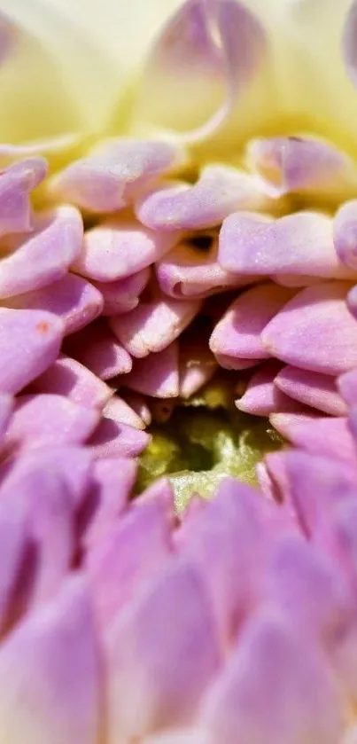 Macro shot of purple and yellow flower petals.