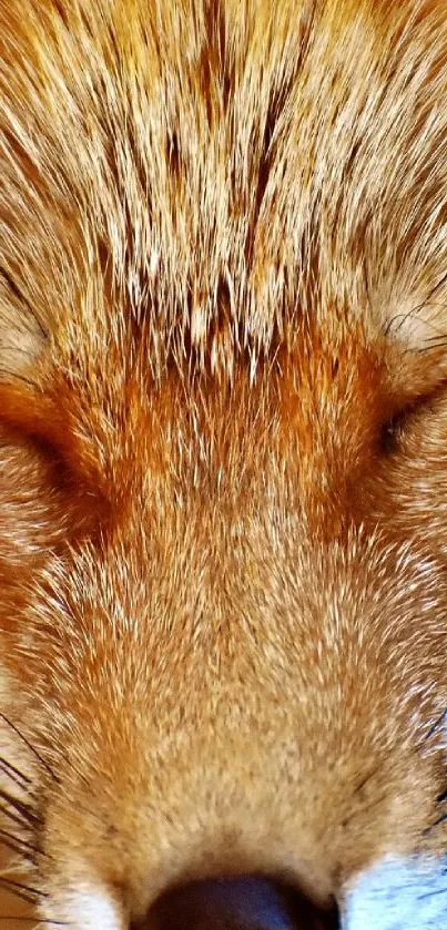 Close-up view of a fox's fur in rich brown tones.