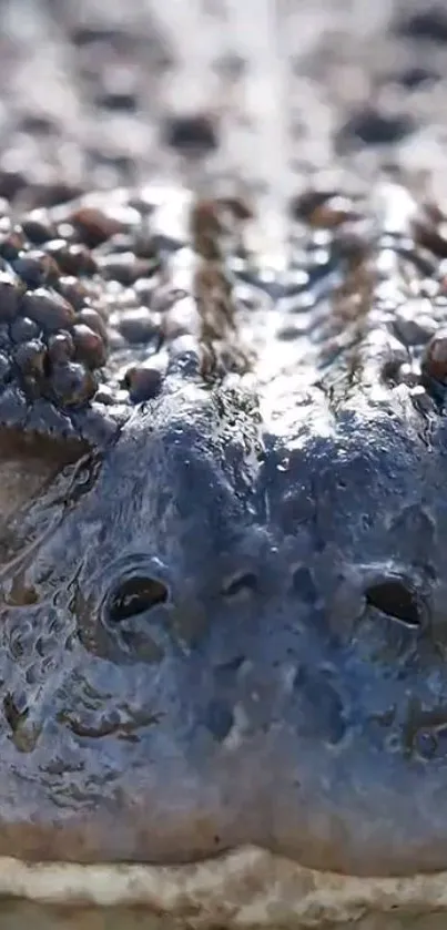 Close-up view of a frog's face with detailed skin texture.