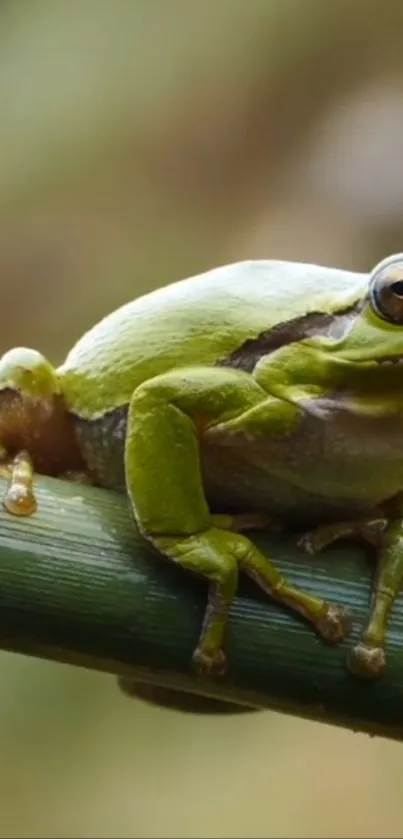 Close-up of a green frog sitting on a branch in nature.