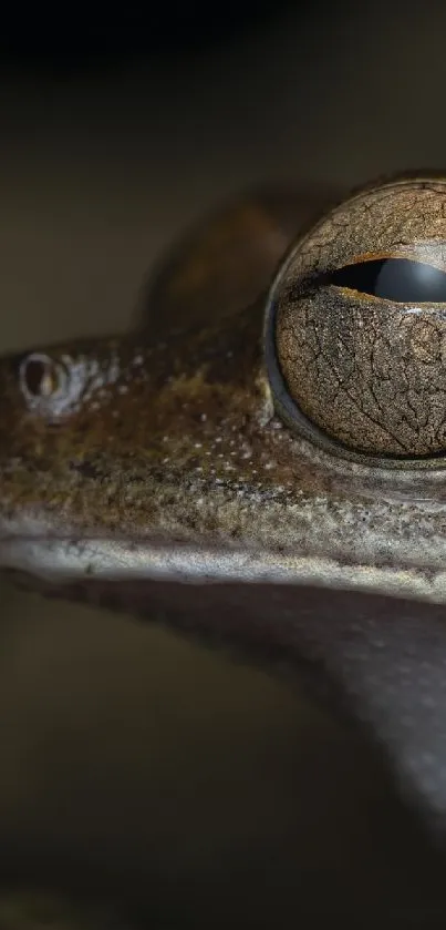 Close-up of a frog showcasing its eye and textured skin in earthy tones.