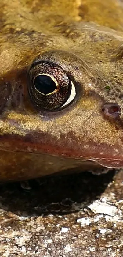 Close-up image of a frog's eye and skin texture in natural brown tones.