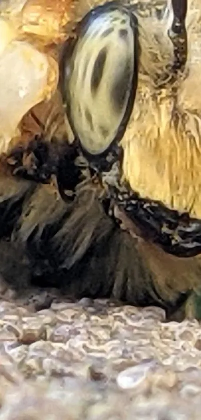 Close-up photo of a fuzzy bee on a textured surface.