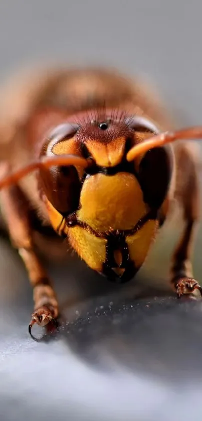 Close-up image of a hornet with yellow and brown colors on a blurred background.