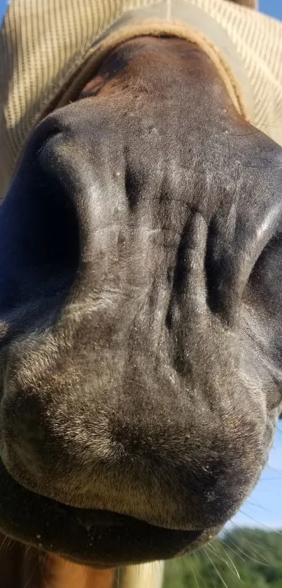 Close-up of a horse's nose against a clear blue sky.