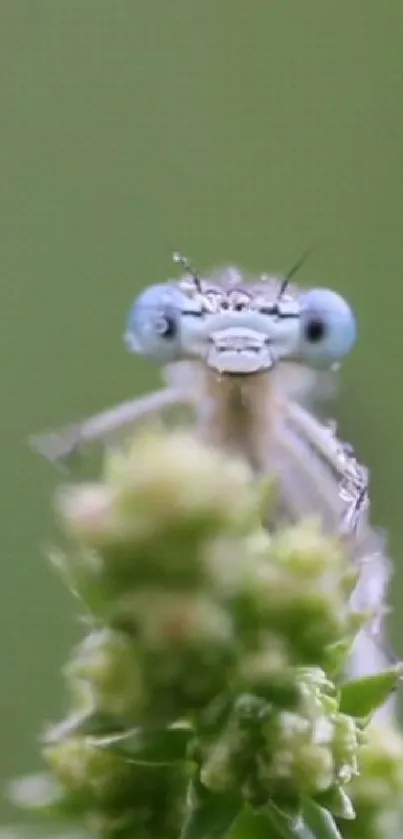 Close-up of an insect on a green flower for mobile wallpaper.