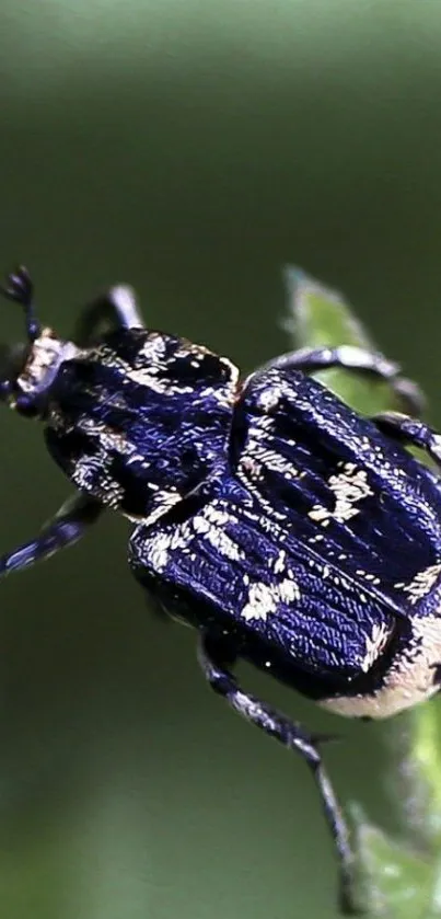 Close-up of a beetle on a vibrant green leaf, highlighting intricate details.