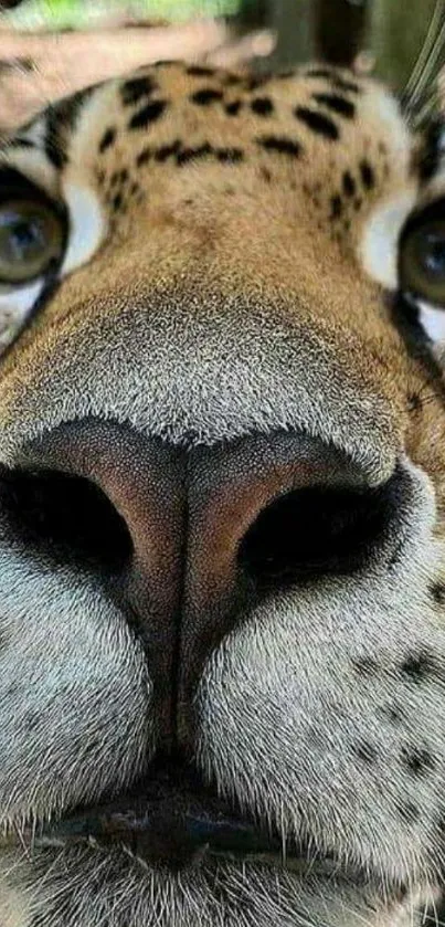 Close-up of a jaguar face with detailed markings.