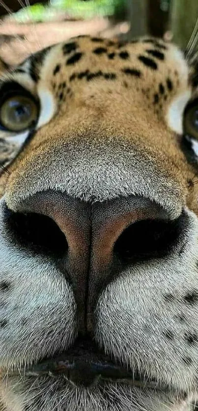 Close-up view of jaguar's face with intricate fur patterns.