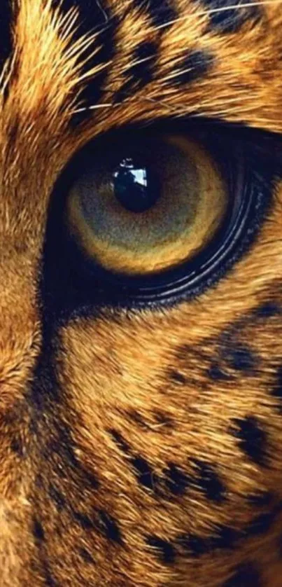 Close-up of a leopard's eye with golden brown fur texture.