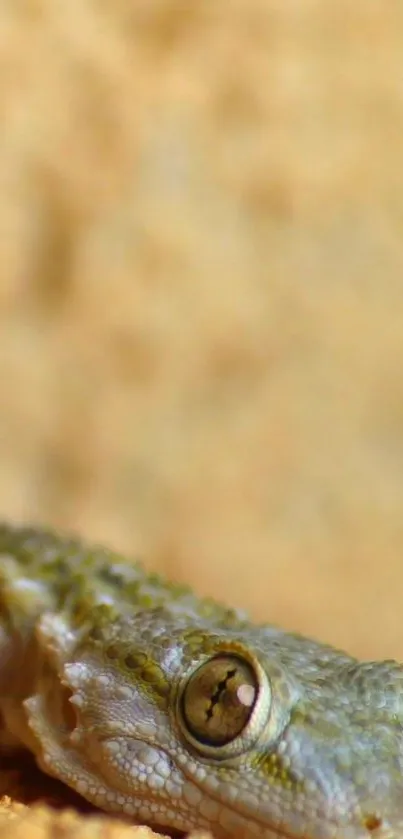 Close-up of a lizard on a beige background, perfect for mobile wallpaper.