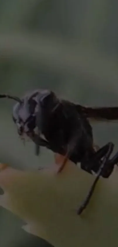 Dark insect on a green plant close-up wallpaper.