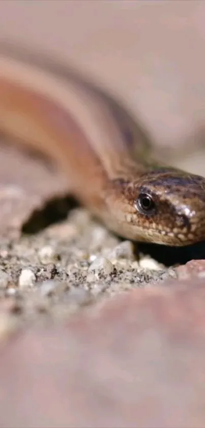 Close-up of a snake on textured ground showcasing its details.