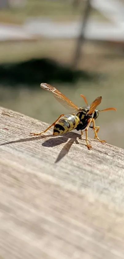 Close-up photo of a wasp resting on a wooden surface.