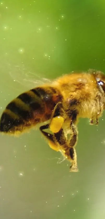 Close-up of a bee in flight against a green background, capturing its details.