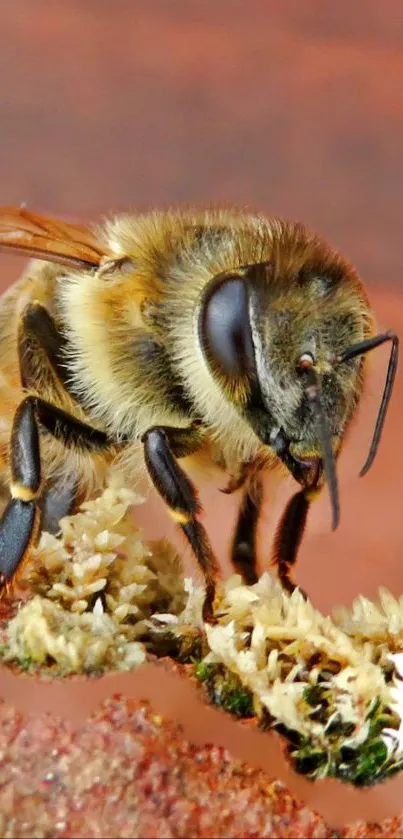 Bee close-up on a flower with vibrant details and colors.