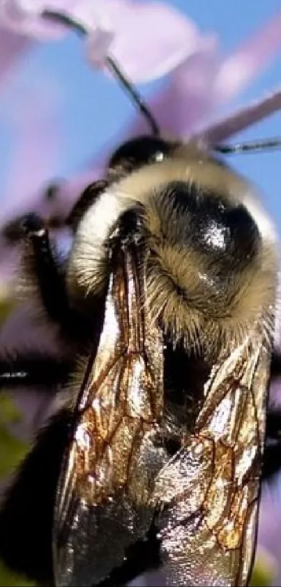 Close-up image of a bee on a purple flower, showcasing nature's detail.