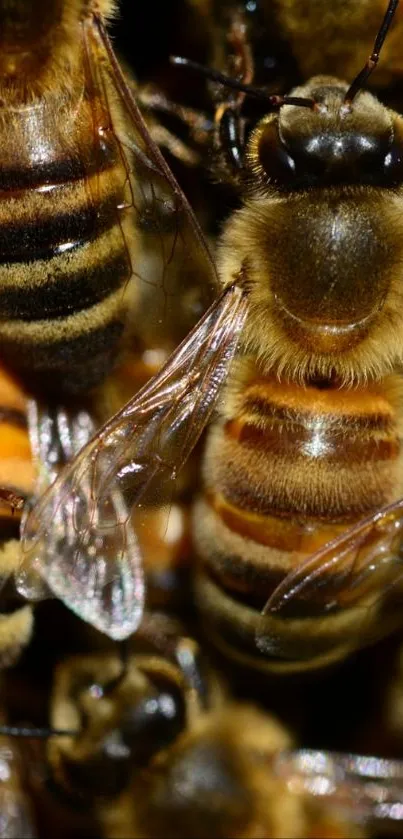 Close-up image of bees clustering on a hive with detailed wing patterns.